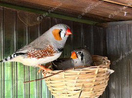 Zebra finches