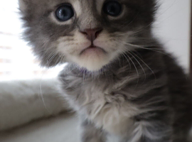 TICA Registered Maine Coon Kittens &ndash; Blue Smoke, Black Smoke & Tabby Lines