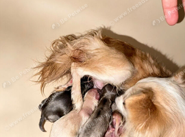 XXS Chihuahua Puppys for sale