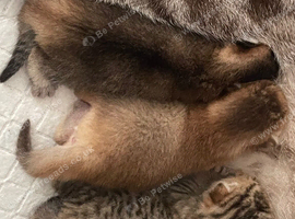 Irresistible Golden Chinchilla&rsquo;s Mini BSH!