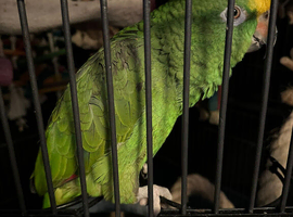 Young yellow crowned Amazon parrot 3.5 yr old