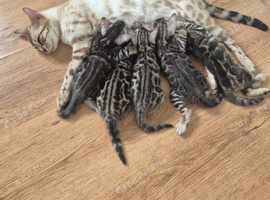 TICA Registered Bengal Kittens &ndash; Ready for Loving Homes