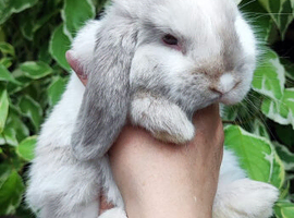 Mini lop