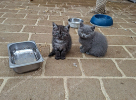 Stunning British shorthair girls