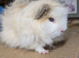 Proven Swiss Boar