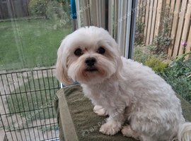Darcy our Maltese male dog