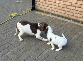Cocker spaniel female puppy