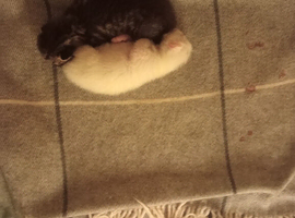 2 beautiful we kittens for sale 2 weeks old white one we tiger one