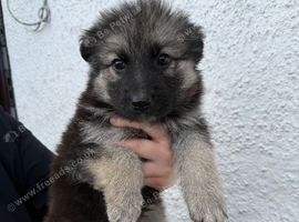 Reduced ready now kcreg grey sable and Black and Tan