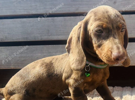 Dachshund