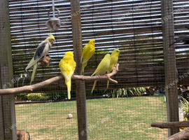 Baby budgies