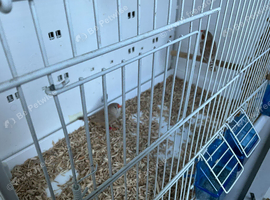Zebra finches