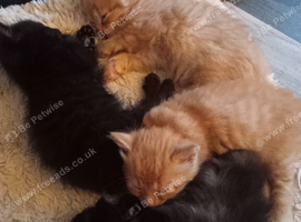 Fluffy kittens