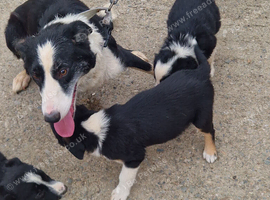 pure border collie puppies