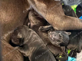 Female patterdale puppy