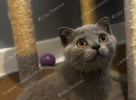 TICA /Scottish fold/BSH kittens