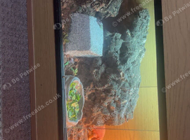 4x1.5x1.5 Vivarium Can include Baby short tail bearded dragon