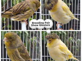 Stunning Show Canaries- various breeds