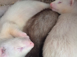 Ferret kits ....