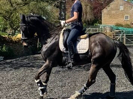 DIY/ ASSISTED/ FULL/ SCHOOLING LIVERY