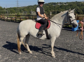 11.3/12H - 16Yo - Grey - Mare - Ride & Drive