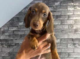 KC REGISTERED MINIATURE DACHSHUND