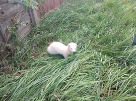 2 Male albino ferrets