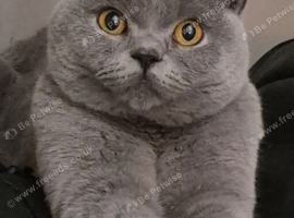 1 year old male british shorthair