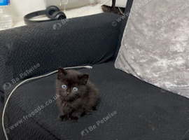 kitten to rehome