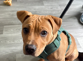 Almost 5 months old boy
