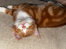 Red and White Male Tabby