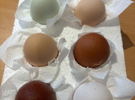 Mixed Pure Breed hatching chicken eggs - All Large fowl