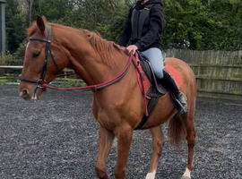Boston &ndash; Approx. 16.3&ndash;17hh, 5yo Thoroughbred Gelding