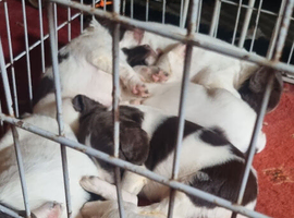 Springer spaniel pups