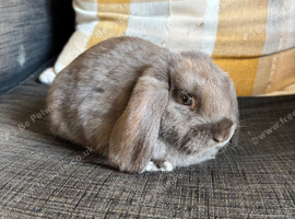 Beautiful baby mini lop boy can leave now