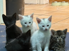 3 kitten looking for home