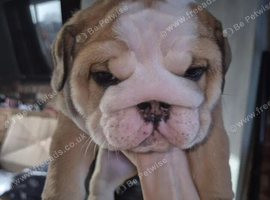 English Bulldog puppies