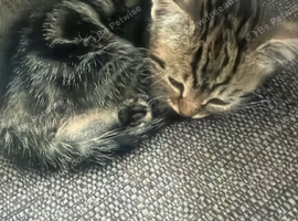 Stunning kittens ready to go now