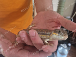 Berber Skink