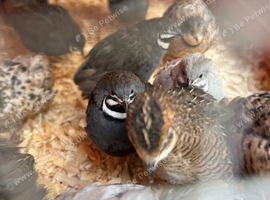 Chinese painted button quails