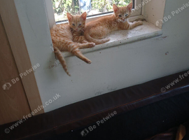 Kittens need a home