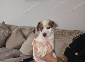 ** OUTSTANDING Jack russell terrier BOY pup **