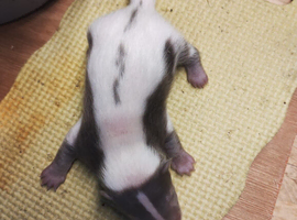 Skunk kits