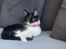 Female Cat Rehome