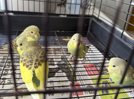 4 baby budgies