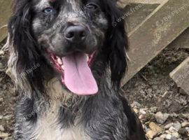 Cocker spaniel male
