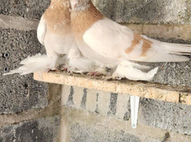 Pair of timbers