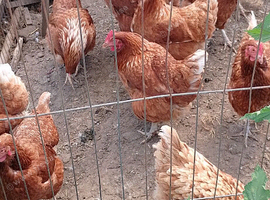Chickens