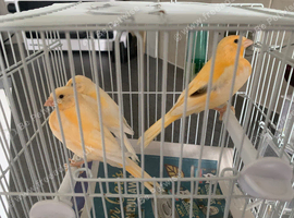 For Sale 3 Lemon/Varigated Canaries