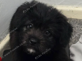 Female pup for sale